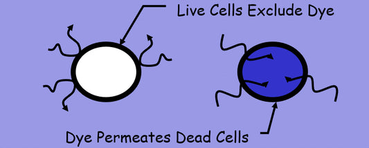 How does the Vi-CELL XR differentiate viable versus non-viable cells?